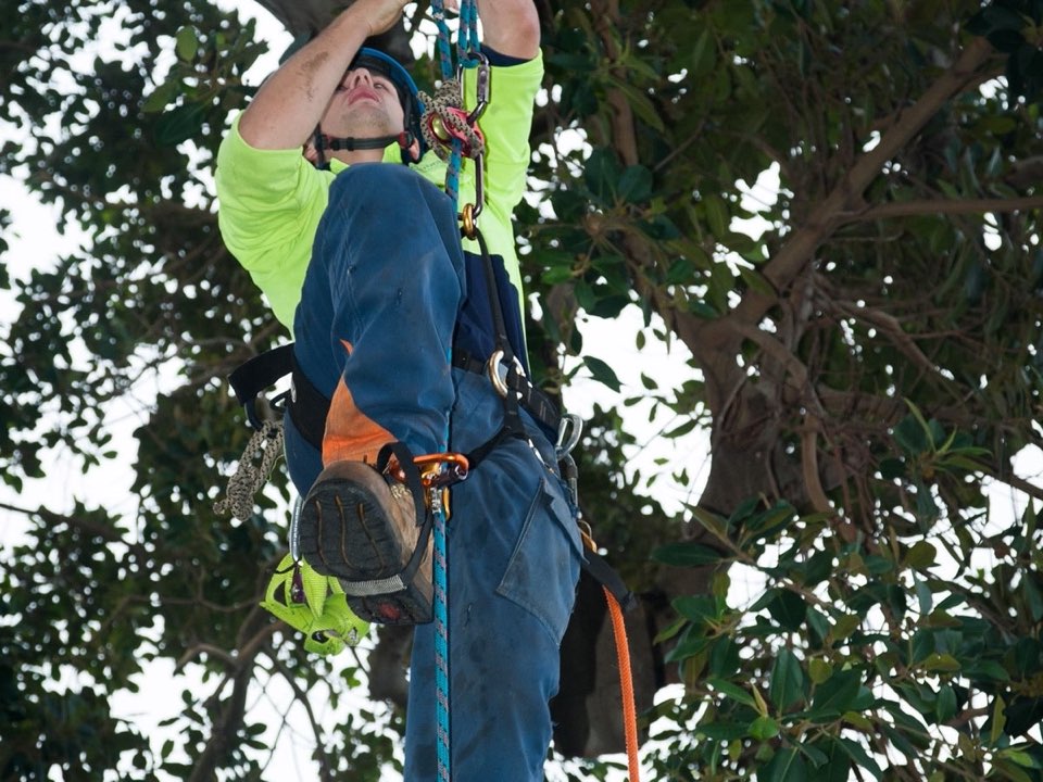 Qualified arborist working in a mature tree during a risk assessment in East Sussex