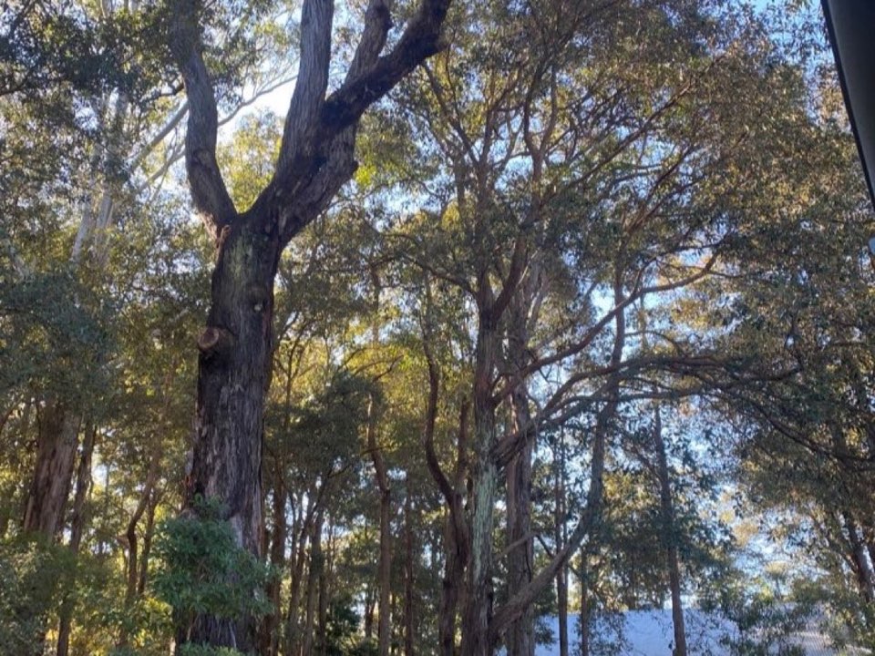 Mature trees in a East Sussex parkland setting due for routine re-inspection